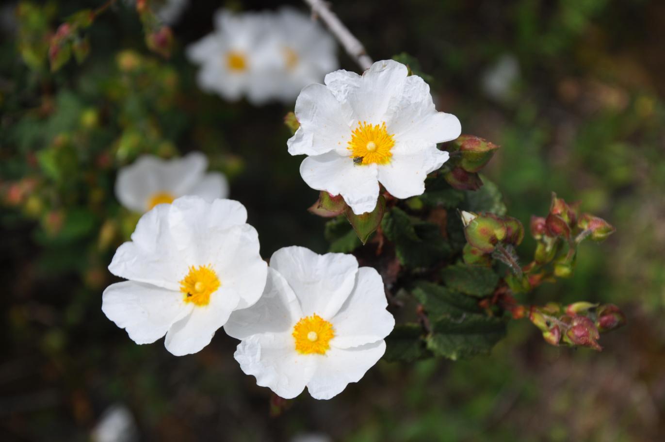 Cistus salviifolius