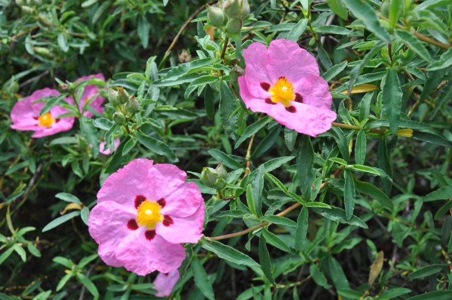 Cistus x purpureus