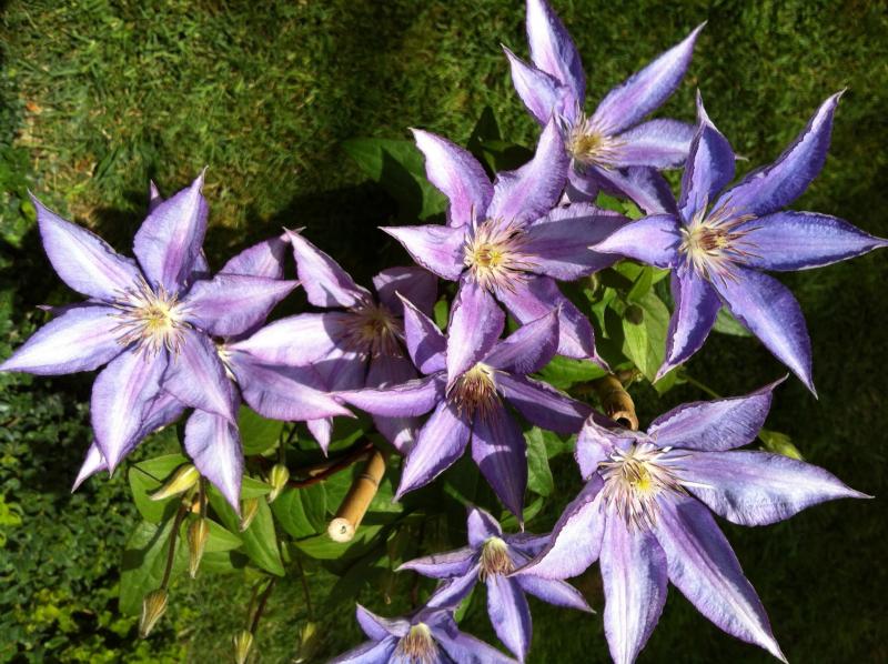 Cl. Dorothy Walton