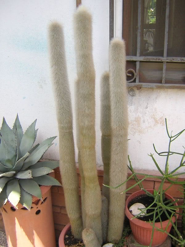 Cleistocactus strausii