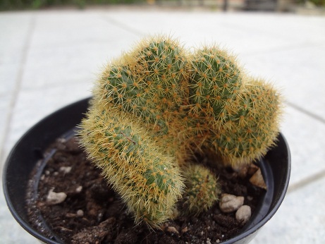 cleistocactus winterii cristato