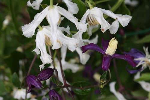 clem. aromatica e intigrifolia alba