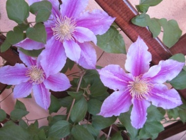 Clematide Piilu