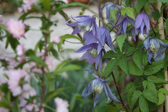 Clematis Alpina Prunus Glandulosa Rosea Plena