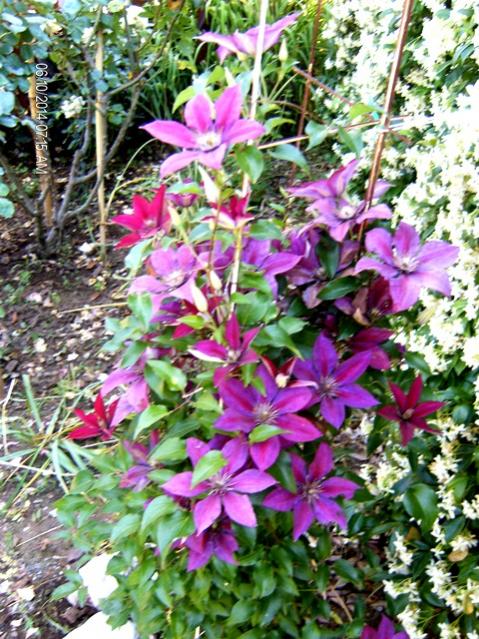 Clematis Anne Louise