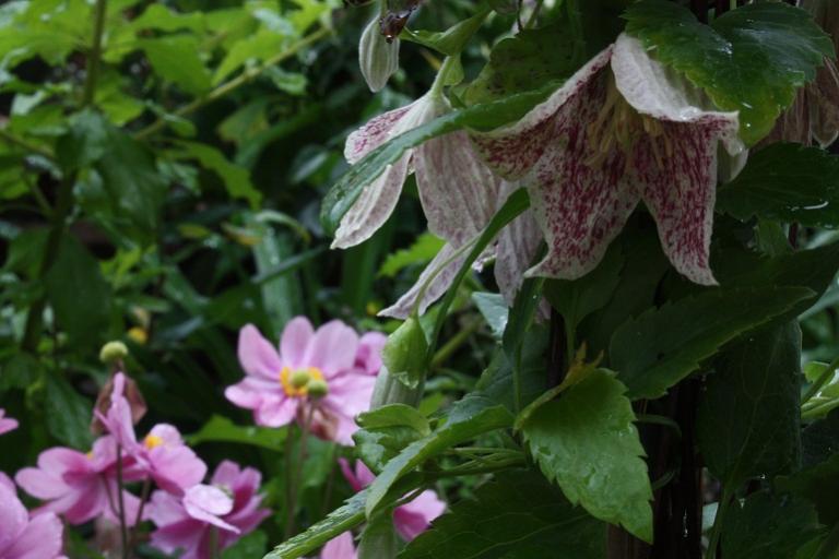 clematis chirrosa - Anemone Serenade