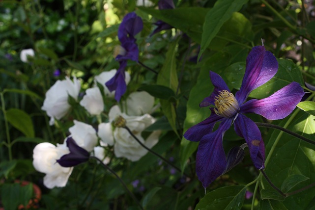 Clematis Durandii rosa Iceberg