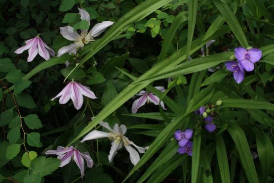 Clematis Integrifoglia Star River   tradescantia