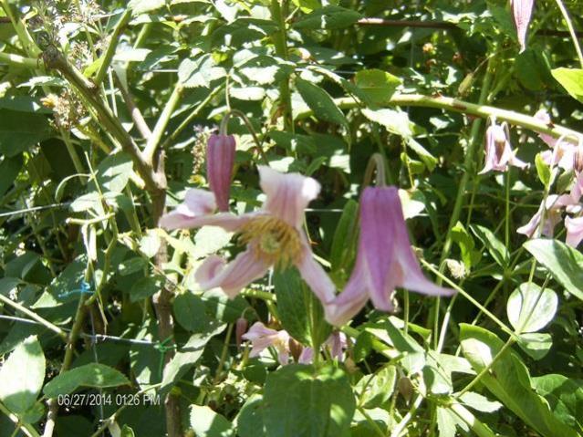 Clematis Integrifolia rosea 2014