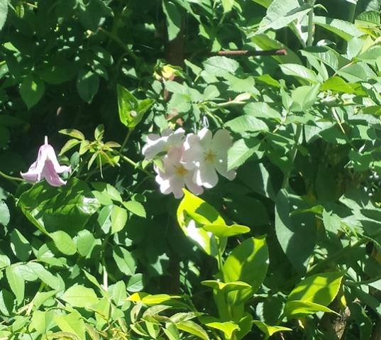 Clematis integrifolia rosea e Rosa canina