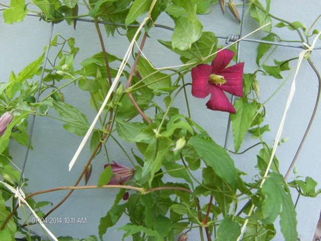 Clematis Lidl