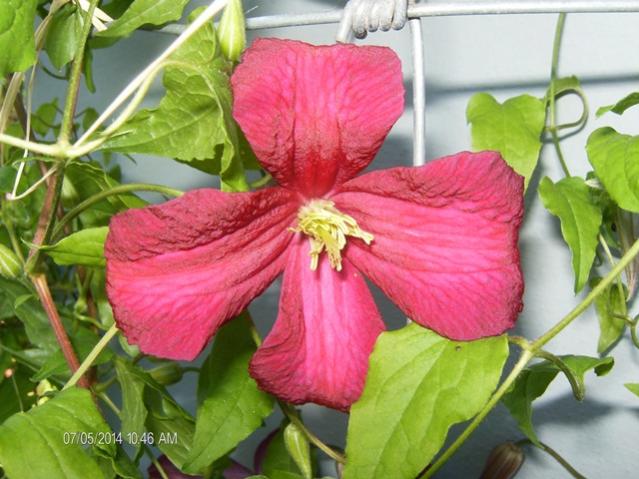 Clematis Lidl