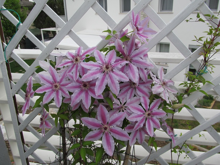 CLEMATIS NELLY MOSER