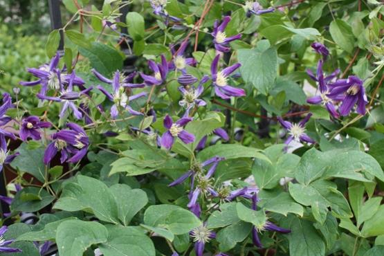 Clematis Queen of H