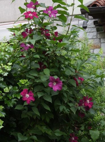 Clematis Rouge Cardinal