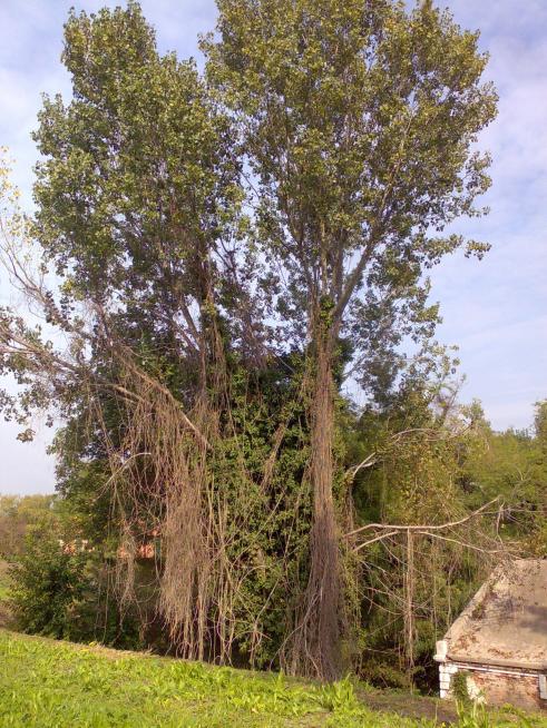 clematis vitalba