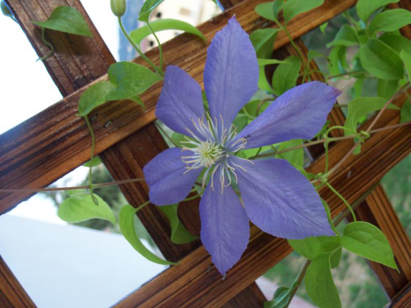 clematis