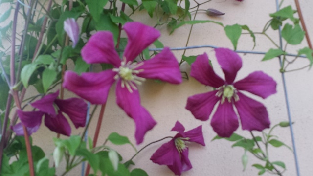 Clematis