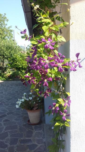 Clematis