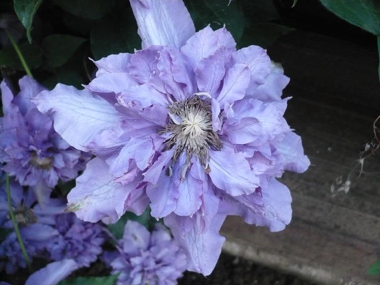 Clematis