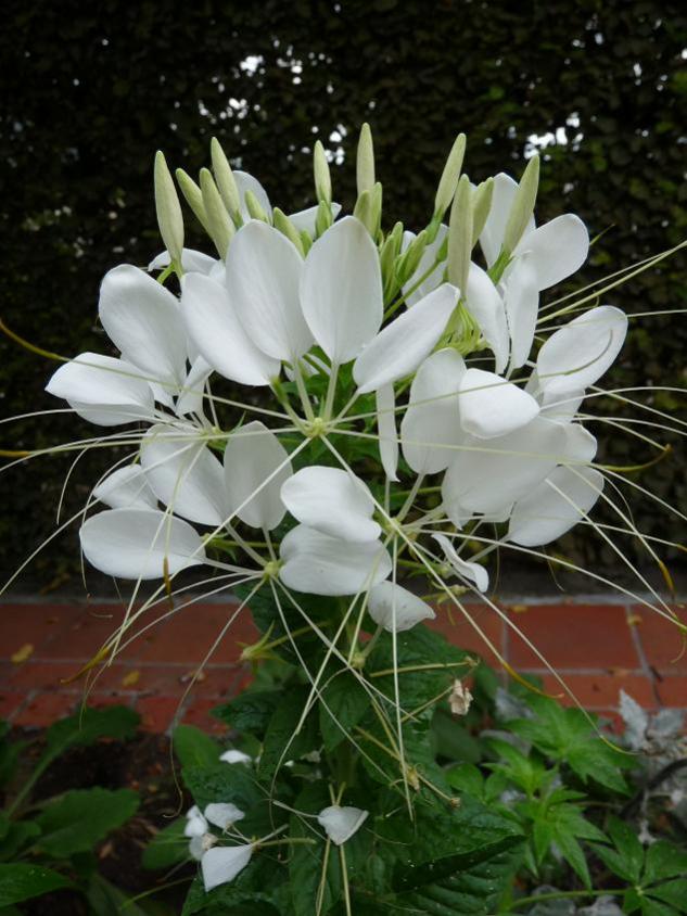 Cleome hassleriana