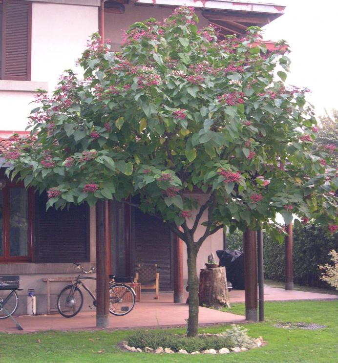 Clerodendro Tricotomum