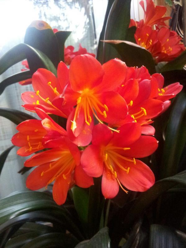 Clivia