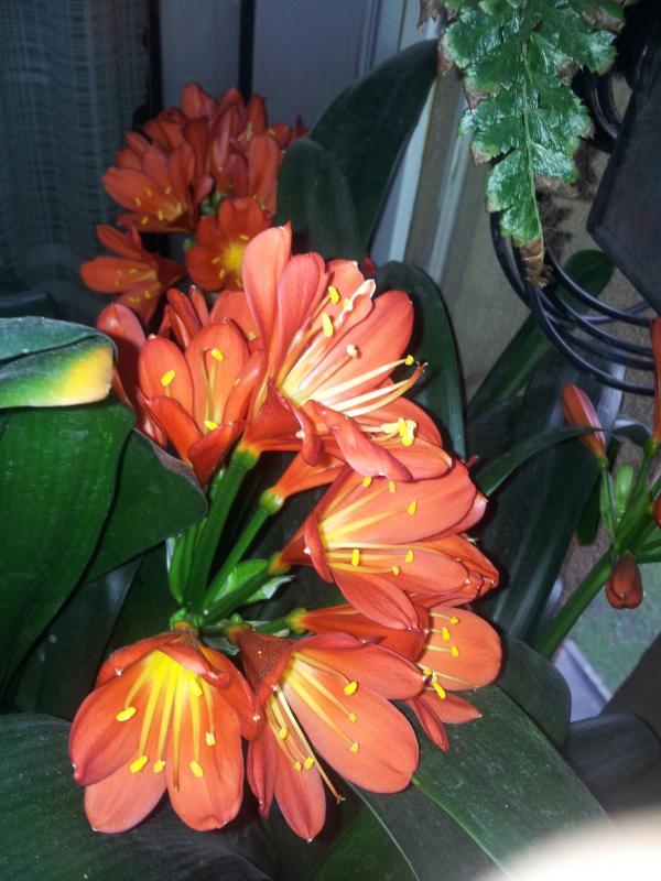 Clivia