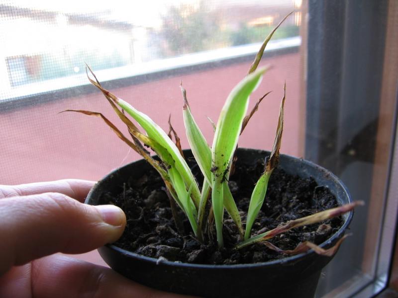 clorophytum 003