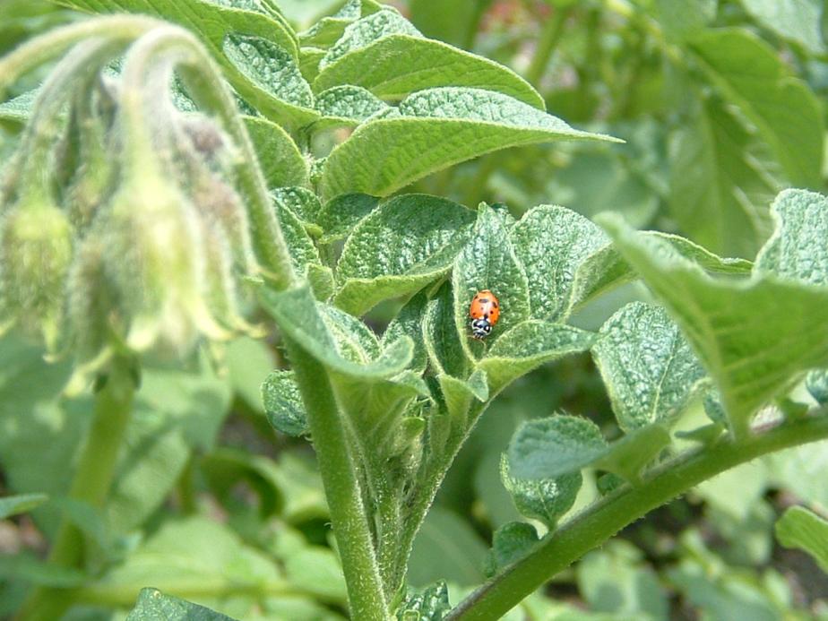 Coccinella e patate