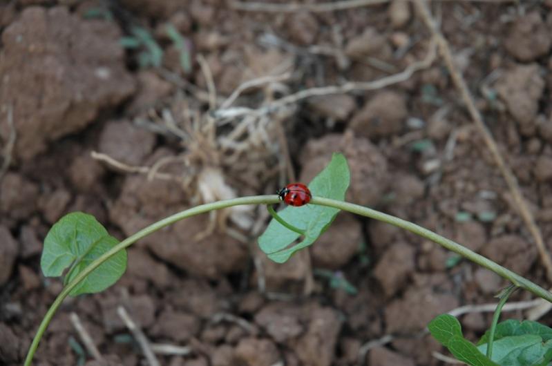 Coccinella