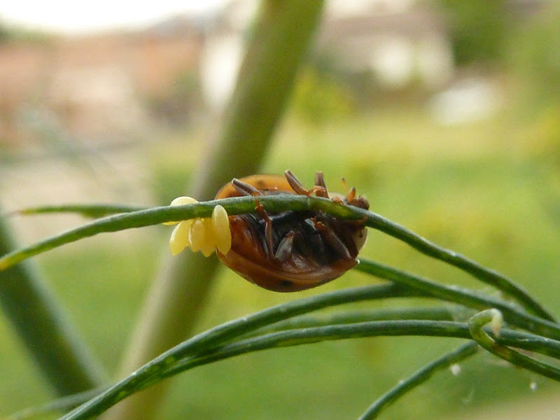 coccinella