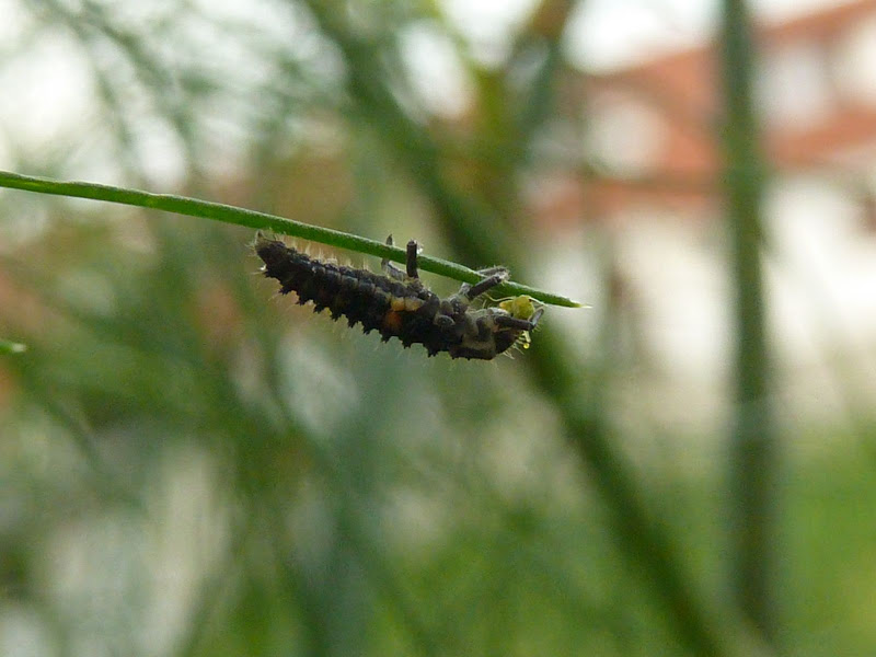 coccinella