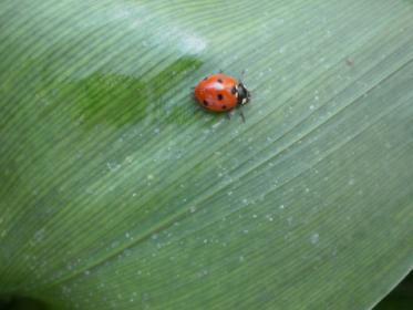 coccinella