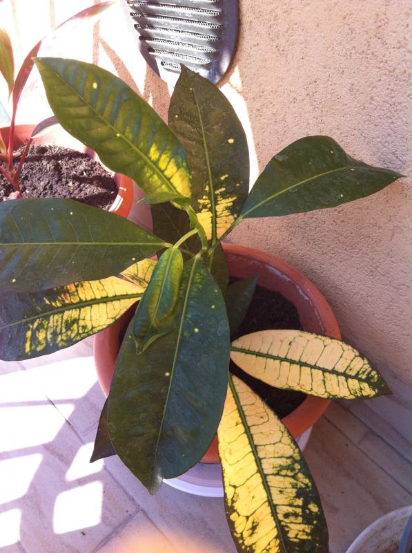Codiaeum Variegatum - Croton
