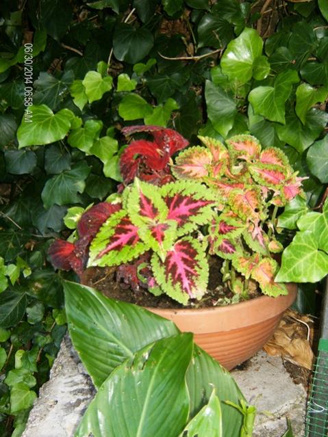 Coleus 2014