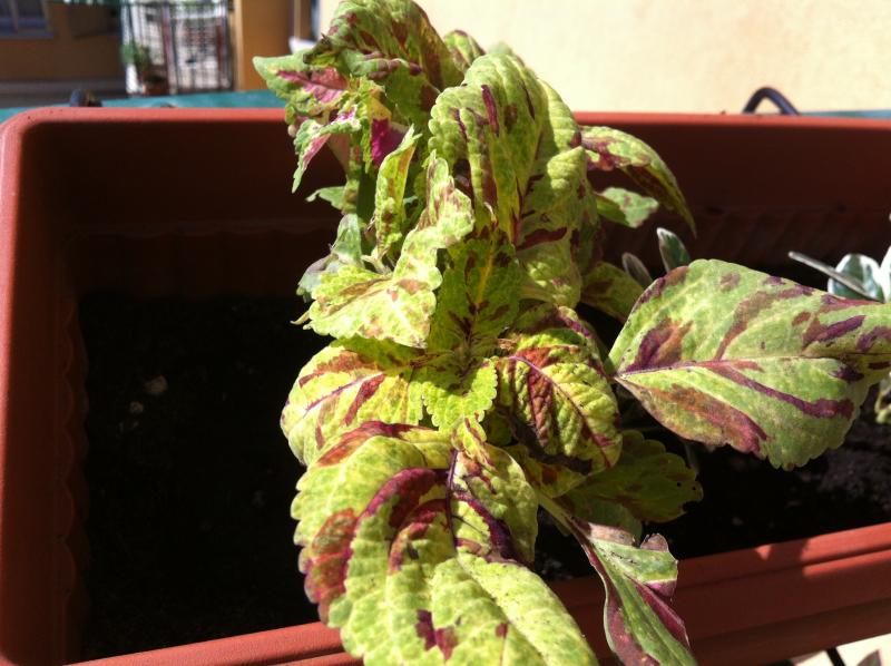 Coleus