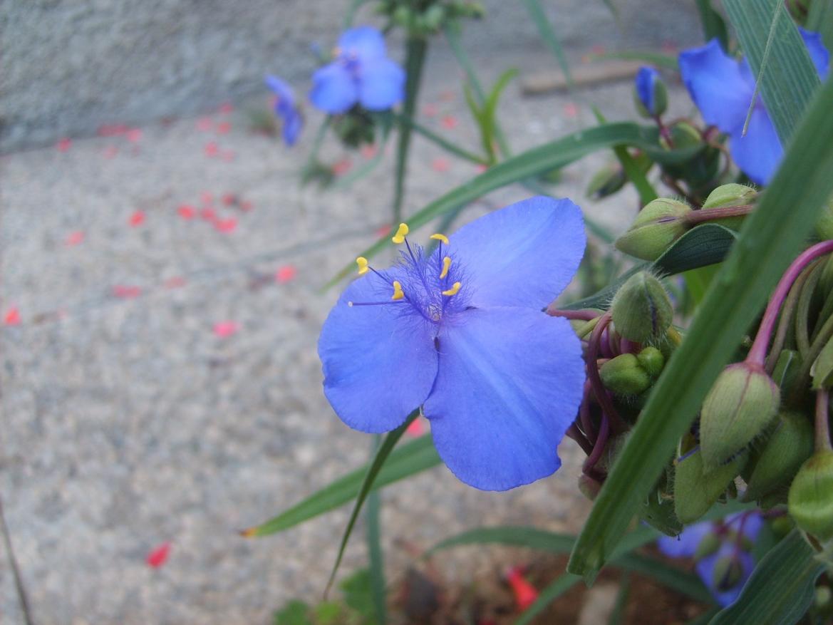 Commelina dianthifolia