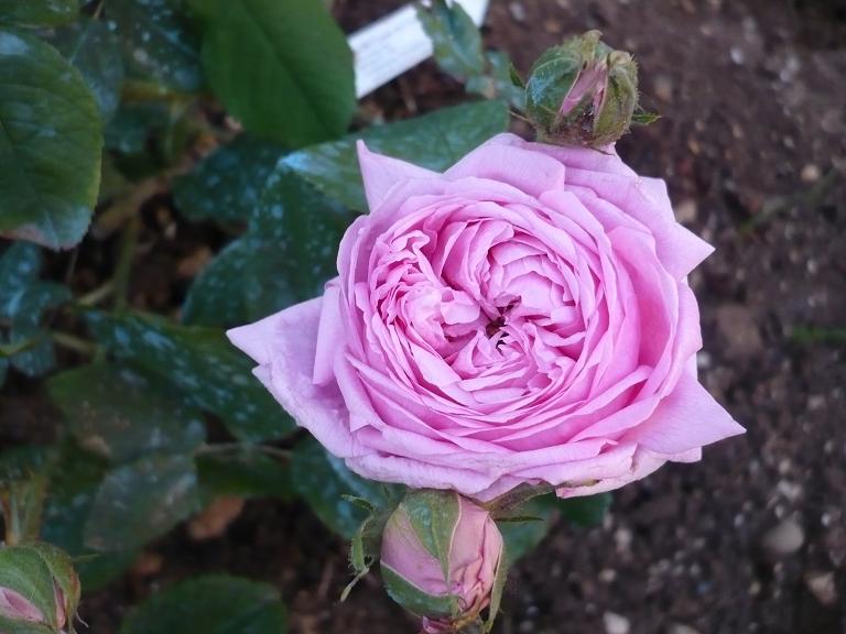 Comte du Chambord