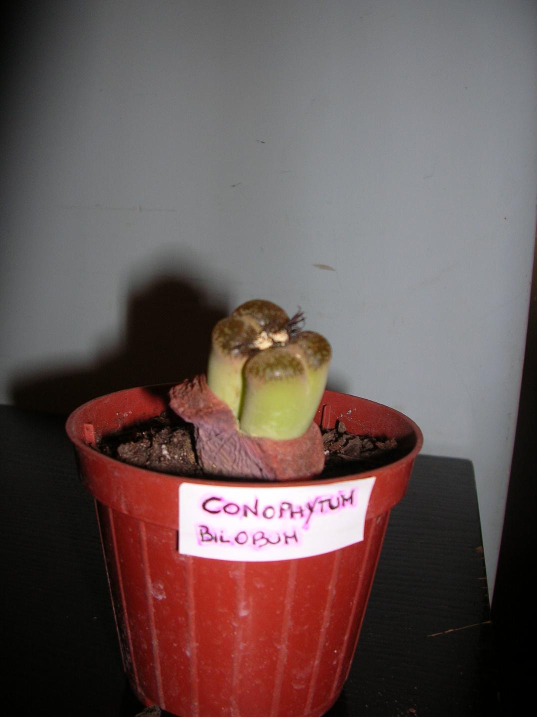 Conophytum bilob