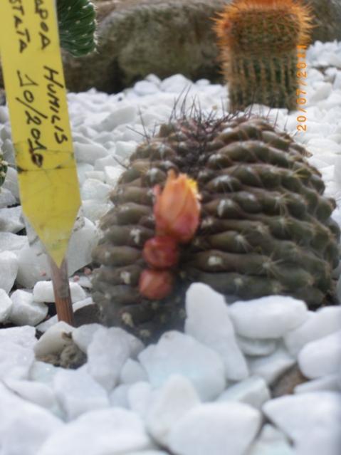 Copiapoa humilis (4)