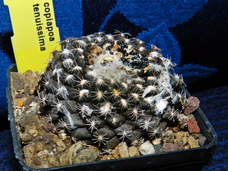 Copiapoa tenuissima