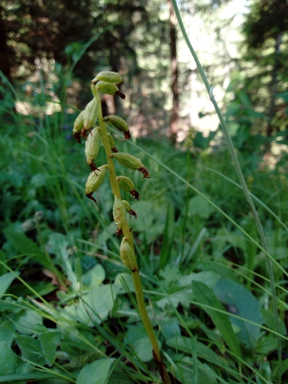 Corallorhiza trifida.jpg