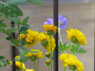 coreopsis