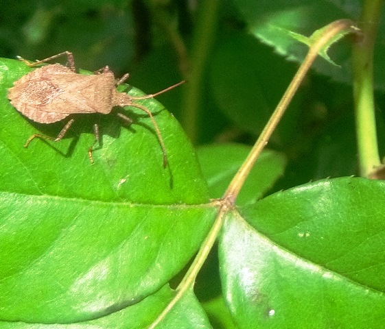 Coreus  Marginatus su Rosa Line Renaud 27/5/2018