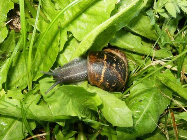 Cornu aspersum già Helix aspersa (Chiocciola zigrinata)