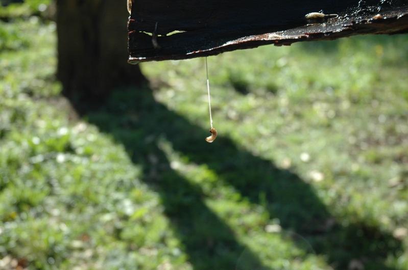 Cosa non meglio identificata