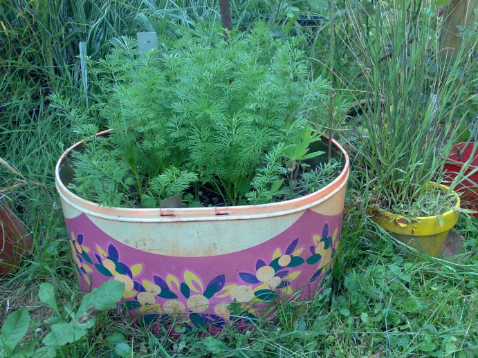 Cosmos, lupini papaveri e tante altre cose