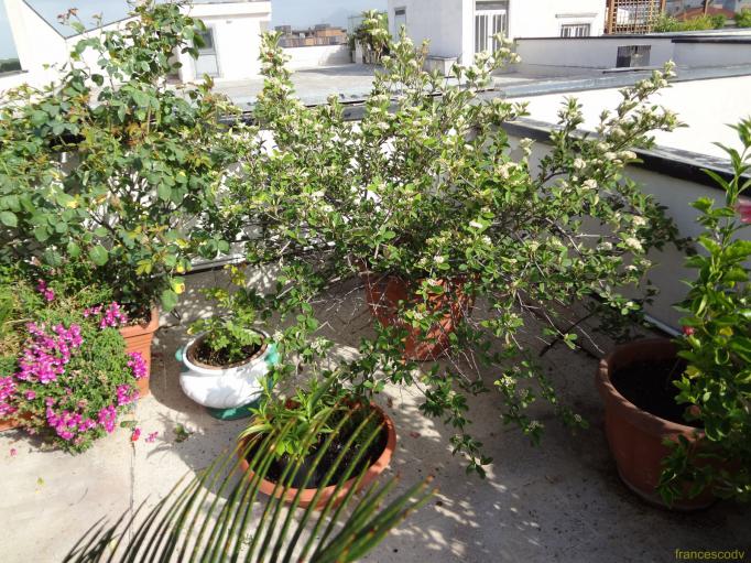 cotoneaster (Copia)