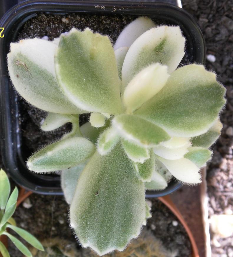 Cotyledon ladismithiensis f.variegato